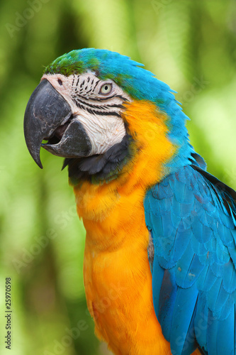 A blue and yellow macaw © swisshippo