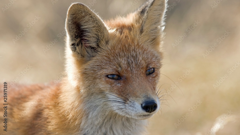Fox face Fox face