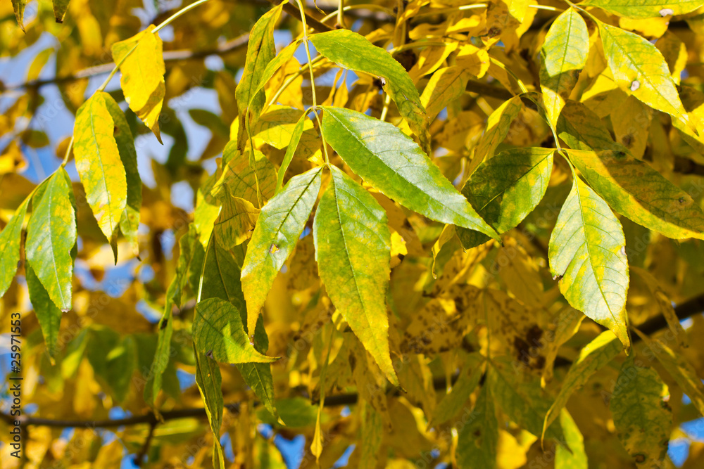 Obraz premium Autumn yellow leaves