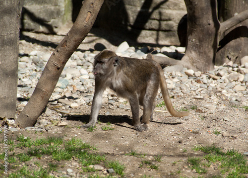 Singes - macaques buffon