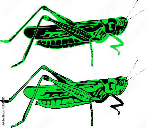 grasshopper vector