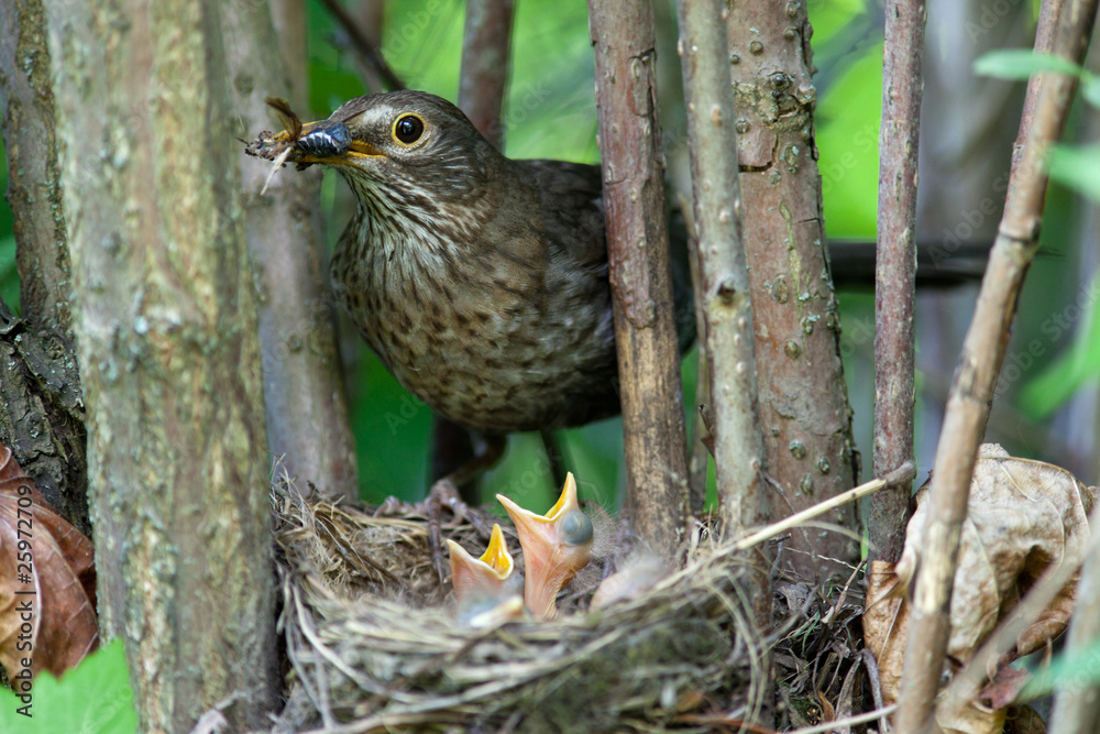 Naklejka premium Turdus merula, Blackbird