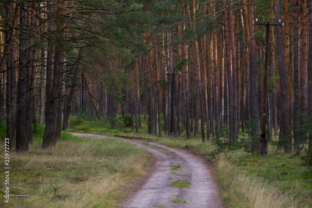 Obraz premium Rural road passing through the forest during autumn day
