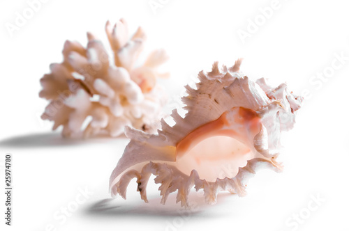 Large beautiful sea shells isolated on white background