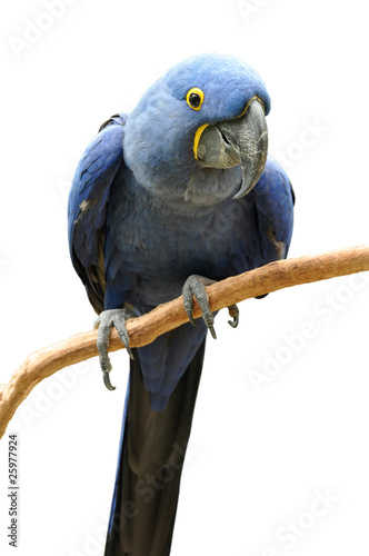 bright blue Hyacinth Macaw on perch