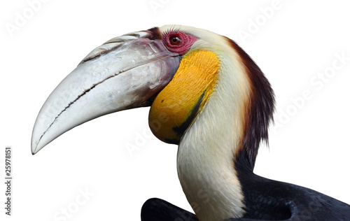 wreathed hornbill isolated © David Carillet