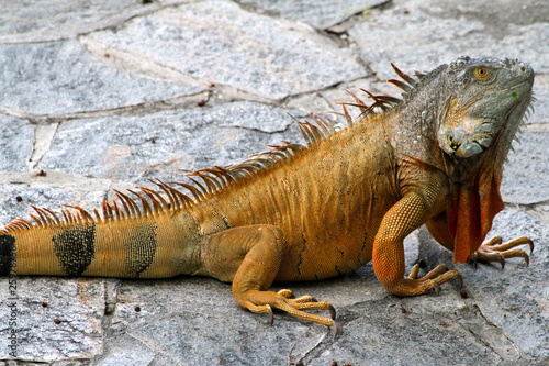Lizard - Florida Wildlife - Reptiles