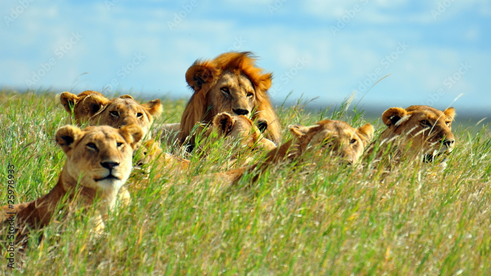 Fototapeta premium Duma lwów. Park Narodowy Serengeti, Tanzania