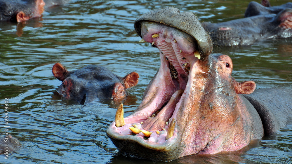 Fototapeta premium Hippo's gigantic open mouth. Serengeti National Park, Tanzania