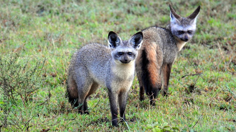 Fototapeta premium A pair of Bat Eared Foxes. Serengeti National Park, Tanzania