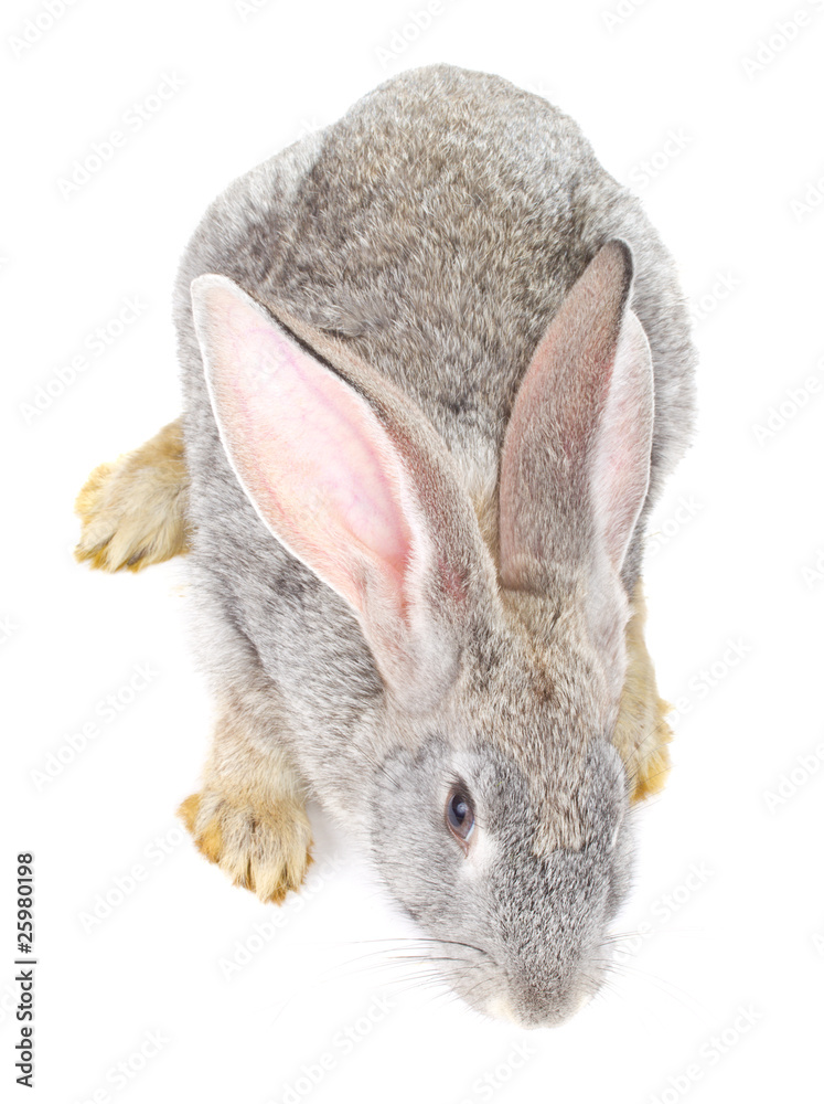 Naklejka premium gray rabbit view from above