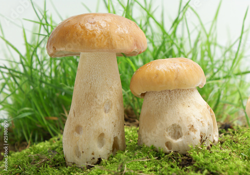 Mushrooms © paleka