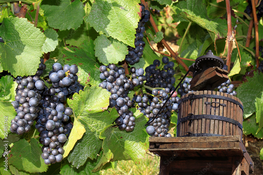 Vendanges