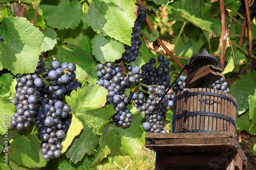 Vendanges