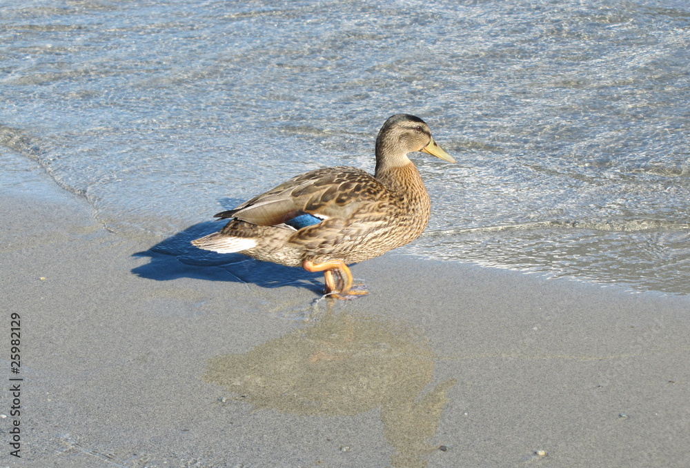 Un canard près du lac.