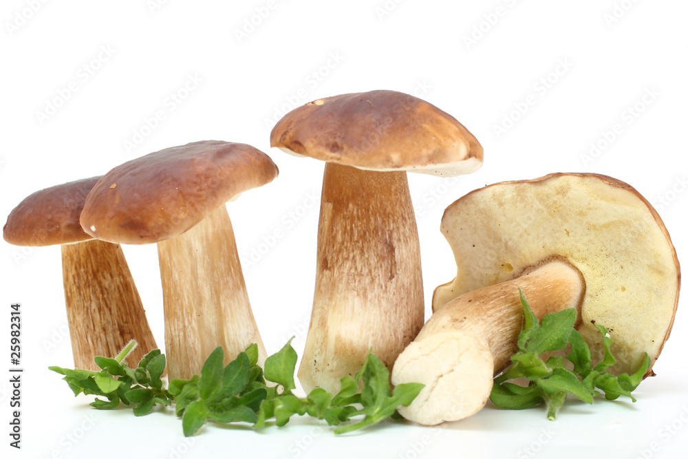 group of forest mushrooms