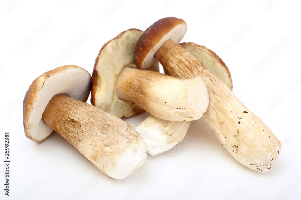 group of forest mushrooms