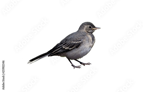 The baby bird wagtail