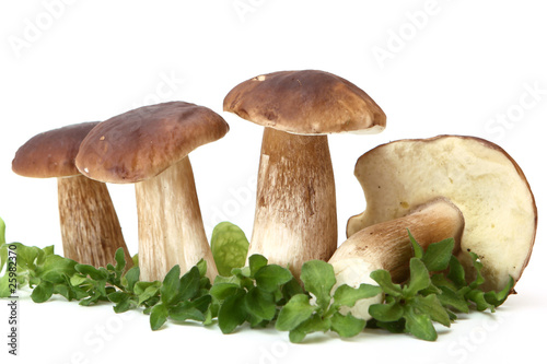 group of forest mushrooms