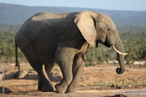 African Elephant Bull Drinking Water