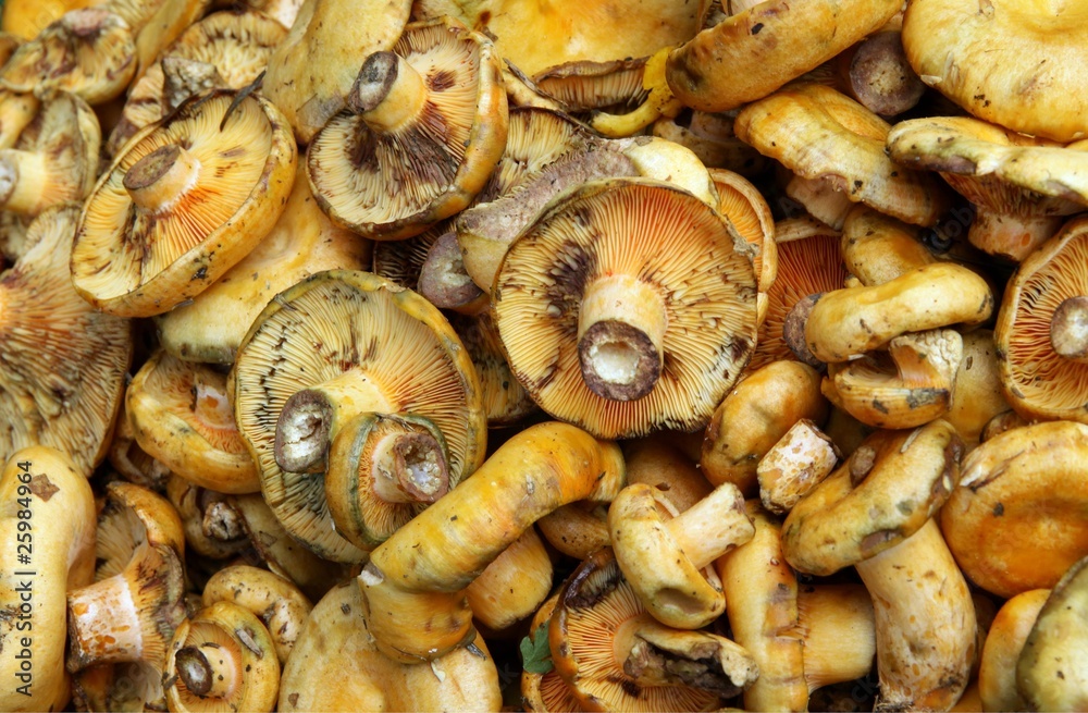 lactarius delicious lactarius delicious
