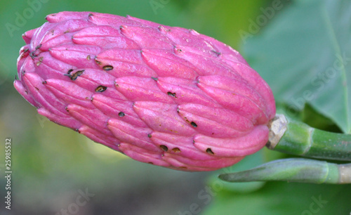 Magnolia tripetala photo