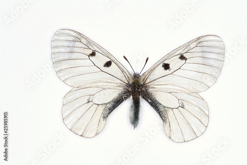Clouded Apollo butterfly, latin name Parnassius mnemosyne isolat