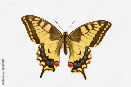 Swallowtail butterfly, latin name papilio machaon isolated on wh