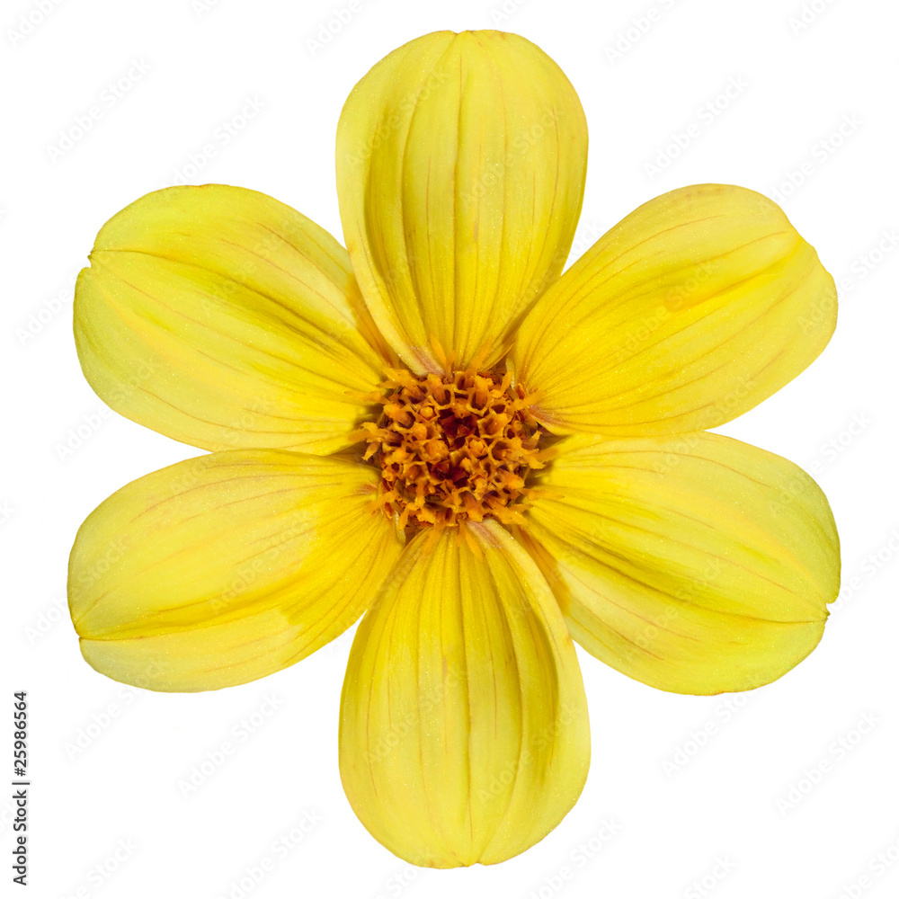 Fototapeta premium Yellow Dahlia Flower Isolated on White Background