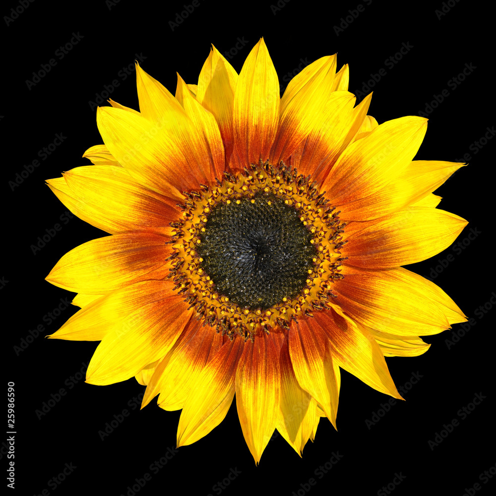 Naklejka premium Fresh Yellow Sunflower Petals Closeup Isolated on Black