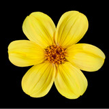 Yellow Dahlia Flower Isolated on Black Background