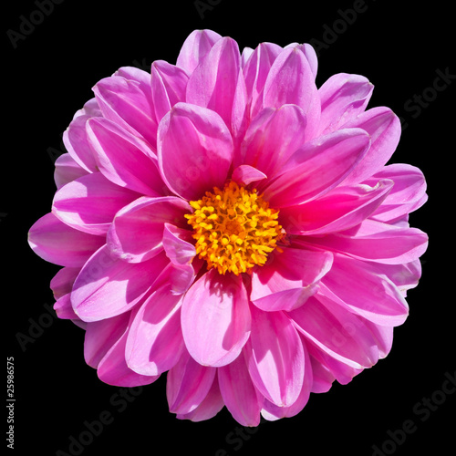 Pink Dahlia Flower Isolated on Black Background