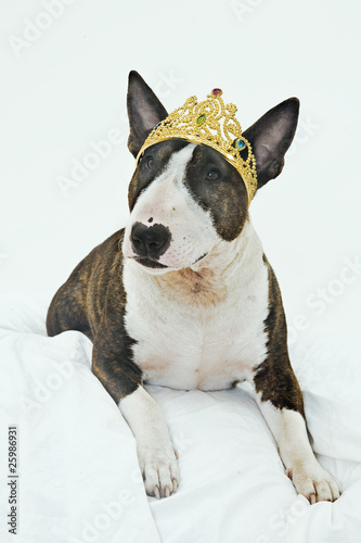 Hundeprinzessin photo