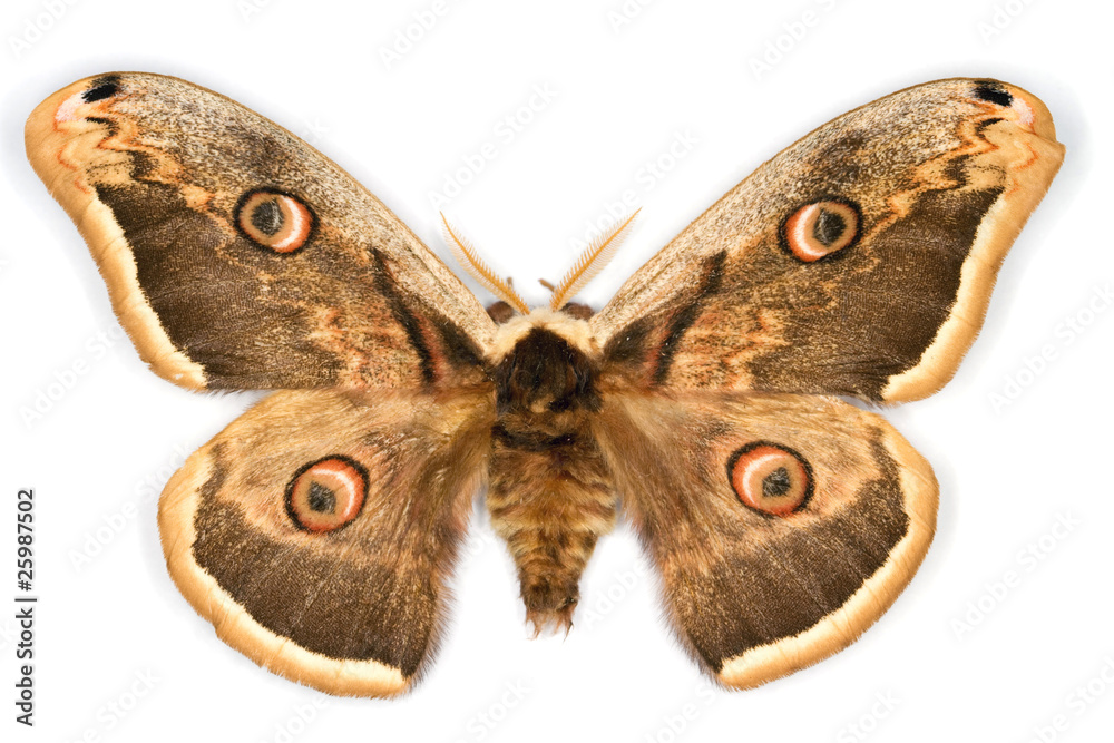 Obraz premium Great Peacock Moth latin name Saturnia pyri isolated on white