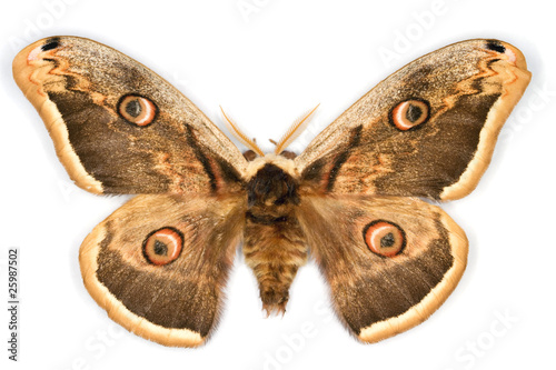Great Peacock Moth latin name Saturnia pyri isolated on white