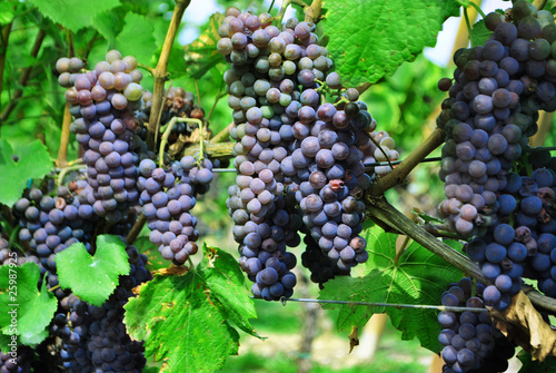 Wallpaper Mural Merlot grapes Torontodigital.ca