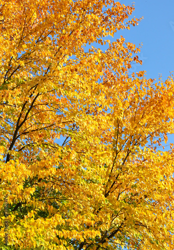 Fototapeta Naklejka Na Ścianę i Meble -  automne