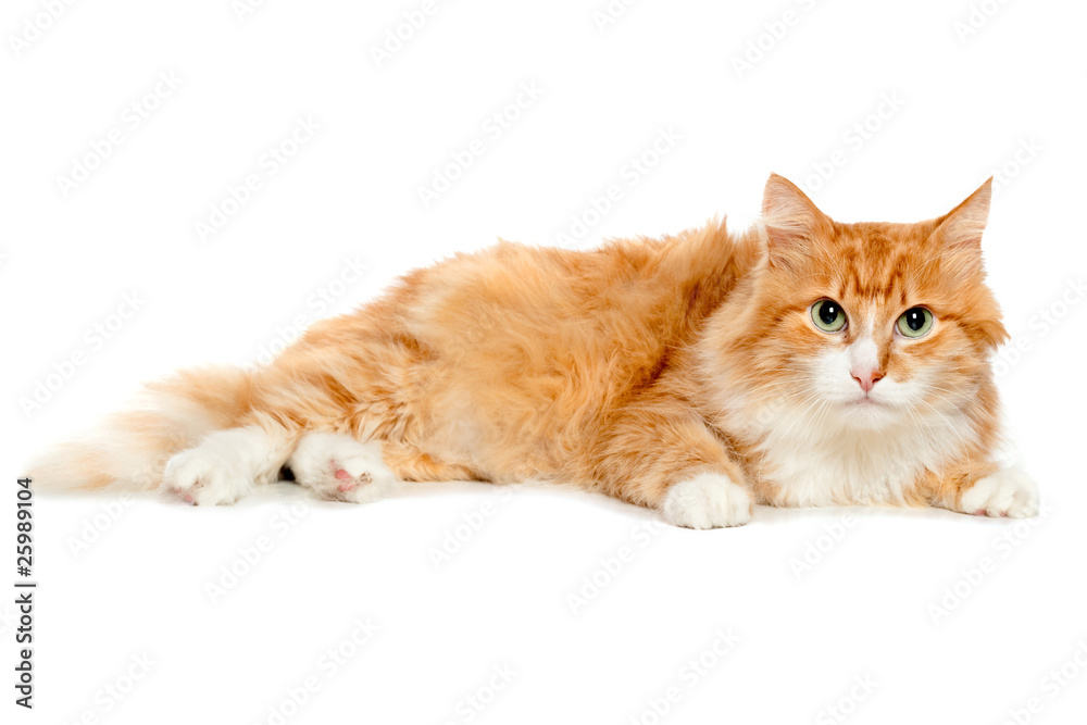 Obraz premium Beautiful fluffy red cat. Isolated