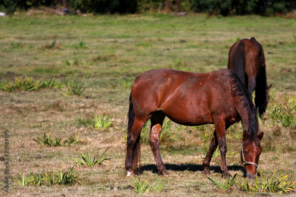 Brown Horse in morning sunlight Brown Horse in morning sunlight