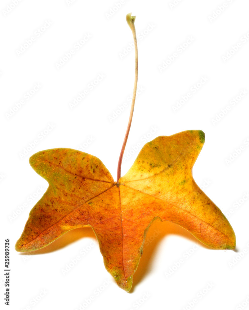 Fototapeta premium fall