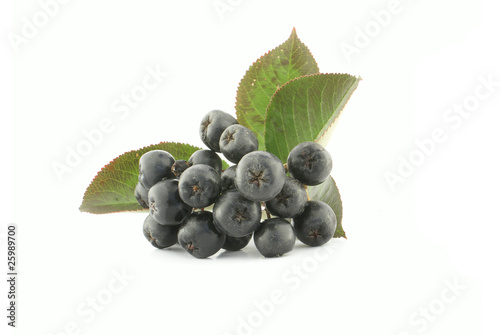 Aronia - Black Chokeberry.