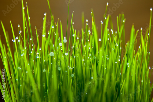 Wet blades of wheat grass