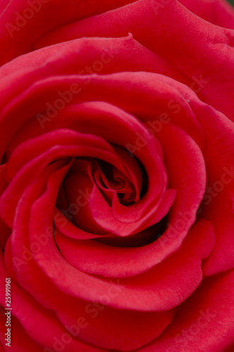 Rote Rose...