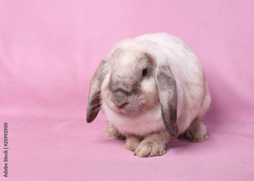Decorative dwarfish rabbit on a pink background. Decorative dwarfish rabbit on a pink background.