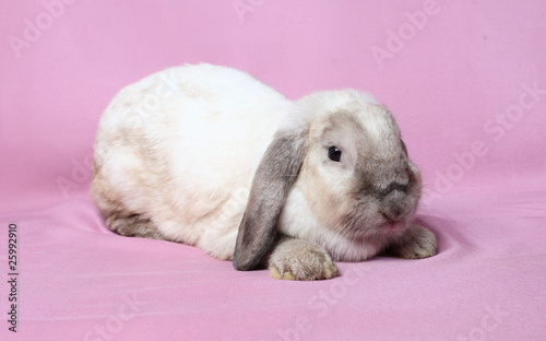 Decorative dwarfish rabbit on a pink background.