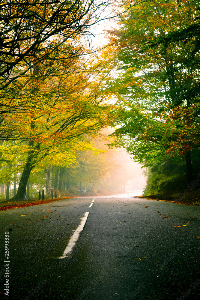 Obraz premium Beautiful road