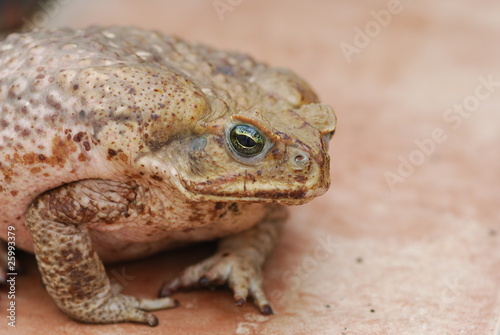 Agakröte (Bufo marinus) Wildlife