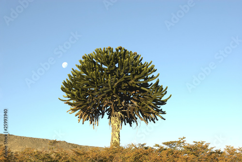 araucaria (argentina - cile) photo