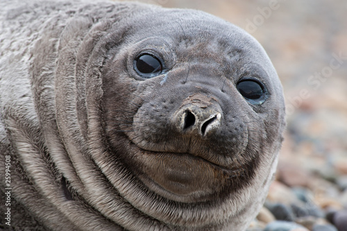 Cute Baby seal ..