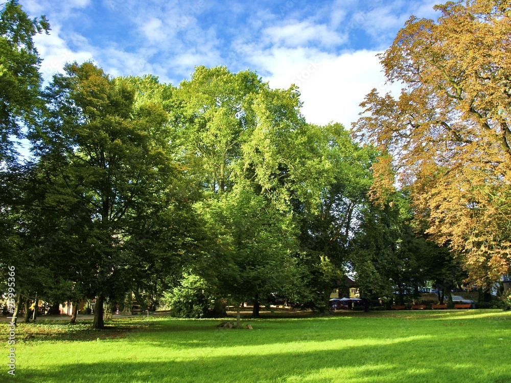 Fototapeta premium Park